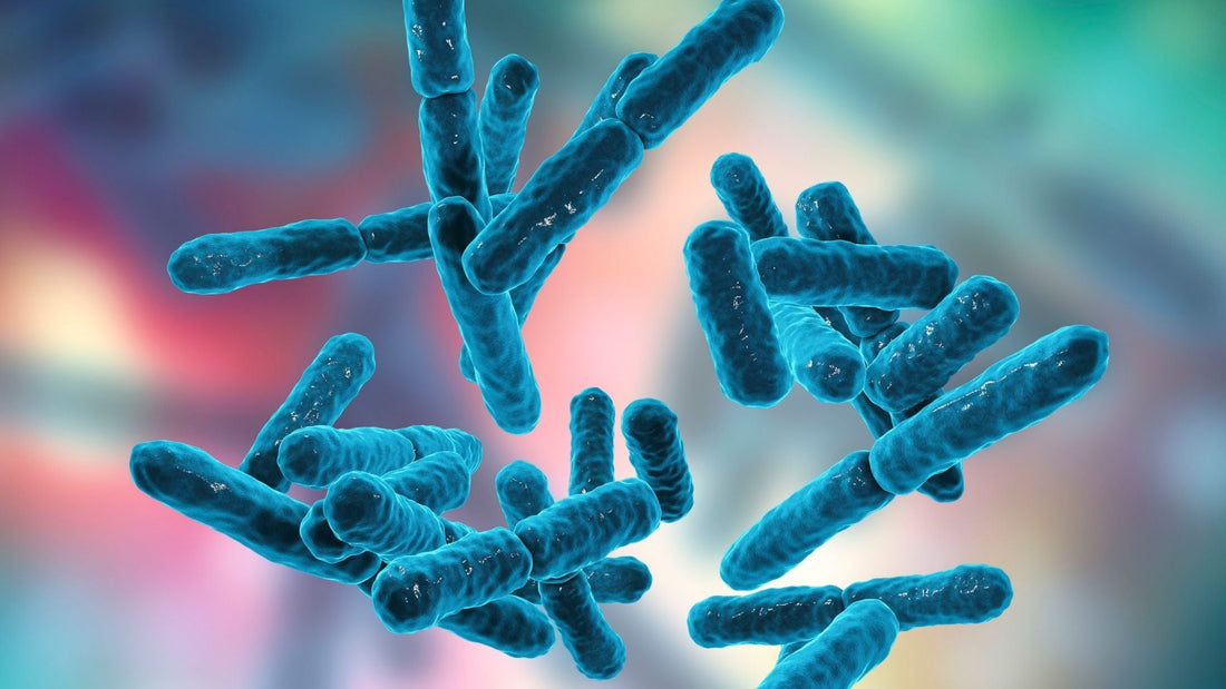Probiotics vs Prebiotics: The Duo Your Body’s Been Begging For